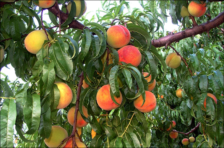 персиковый сад в Джорджии