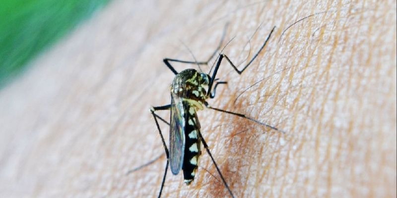Сезон комаров начался: как быстро избавиться от навязчивых кровопийц