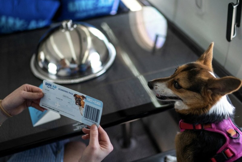 Американская авиакомпания для собак совершила свой первый полет | ФОТО