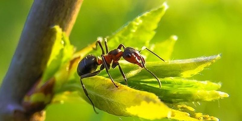 Что делать с муравьями на огороде: помогут народные средства
