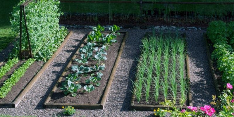 Что лучше посадить в июне, чтобы осенью насладиться щедрым урожаем: лучшие идеи для огорода
