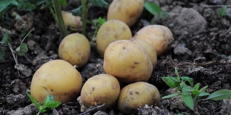 Как собрать картофель в июне: важные правила для дачников
