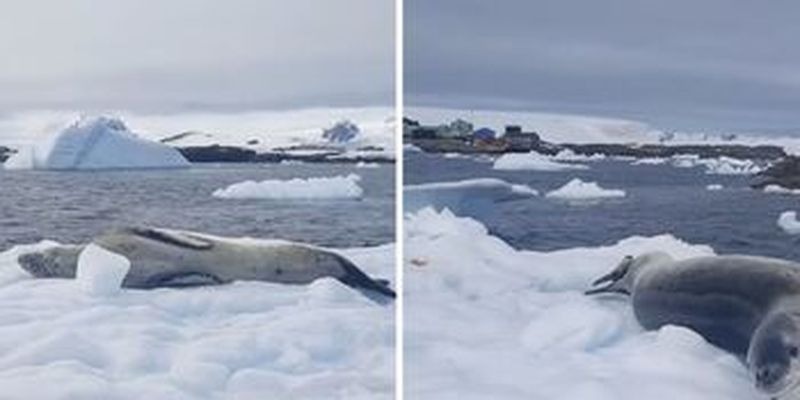 Украинские полярники показали морского леопарда, который решил "позагорать": видео