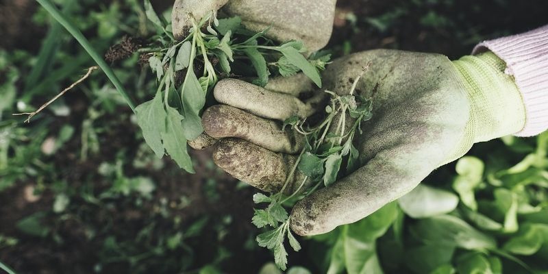 Уничтожить сорняки в саду можно тремя средствами из кухни: они у вас есть