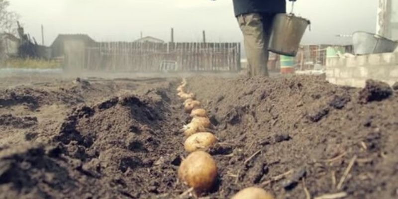 Жалеть не стоит: украинским огородникам ответили, нужно ли поливать картофельные грядки