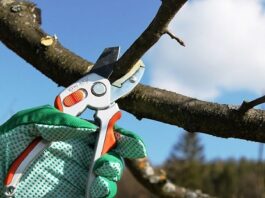 Чим відрізняється кронування від обрізки дерев?