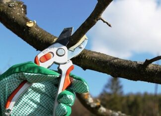 Чим відрізняється кронування від обрізки дерев?