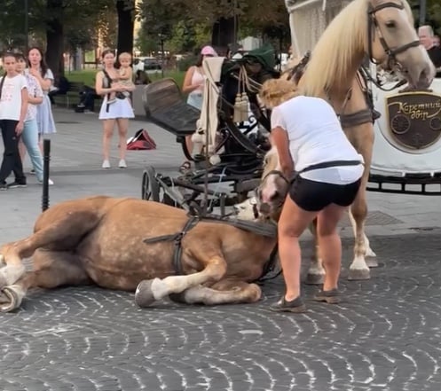 Во Львове упал и не смог подняться конь в каретной упряжке. Зоозащитники настаивают на запрете каретного бизнеса в городе | ВИДЕО