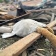 Украина пережила самую масштабную воздушную атаку. РФ убила много людей, среди них — дети