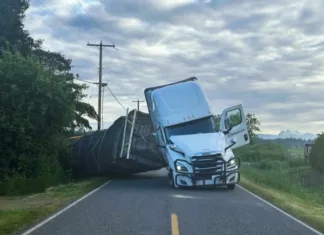 В США перевернулся грузовик с 250 миллионами пчел | ФОТО | ВИДЕО