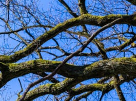 Исполнительная служба Тернопольщины выставила на торги палку должника за 90 грн