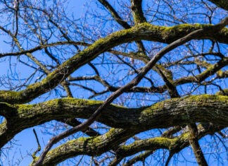 Исполнительная служба Тернопольщины выставила на торги палку должника за 90 грн