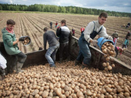 В Беларуси возник дефицит картофеля из-за ценовой политики режима Лукашенко