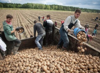 В Беларуси возник дефицит картофеля из-за ценовой политики режима Лукашенко