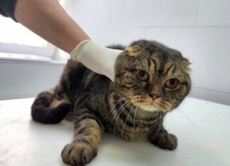 В Киеве из-под завалов спасли кота, который пробыл там 10 часов | ФОТО