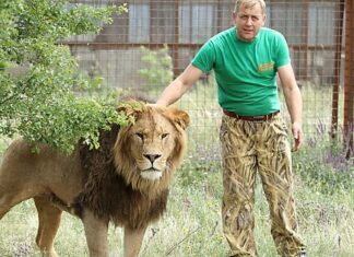 В Крыму львы разодрали предателя Украины Олега Зубкова | ВИДЕО