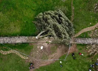 Двух британцев посадили в тюрьму за спиленное «дерево Робин Гуда»