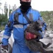 Россия массированно атаковала Киев: ракета разрушила подъезд многоэтажки, есть погибшие | ФОТО | ВИДЕО