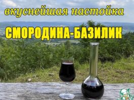 Смородиновая настойка с базиликом