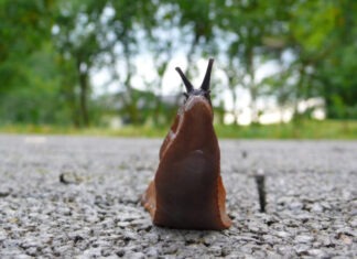 В Германии «преступник» слизняк устроил ночной террор в доме