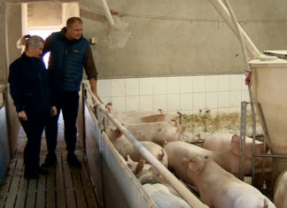 В Польше министр заступился за фермера, которого оштрафовали за вонь из свинарника