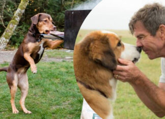 Эти фильмы о животных разобьют сердце и заставят плакать