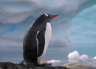 Состоялась премьера фильма «Антарктида» Птушкина, рассказывающего об украинских полярниках