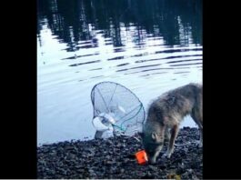 Ученые впервые зафиксировали, как дикая волчица использует орудия труда | ВИДЕО