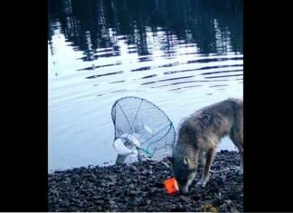 Ученые впервые зафиксировали, как дикая волчица использует орудия труда | ВИДЕО