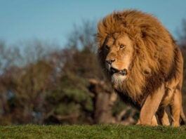 В Хмельницком из центра для диких животных сбежали две львицы | ФОТО