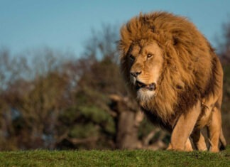 В Хмельницком из центра для диких животных сбежали две львицы | ФОТО
