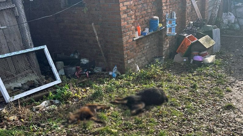 В Хмельницком из центра для диких животных сбежали две львицы | ФОТО