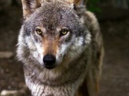 Киевлянка держала в квартире волка: он напал на нее