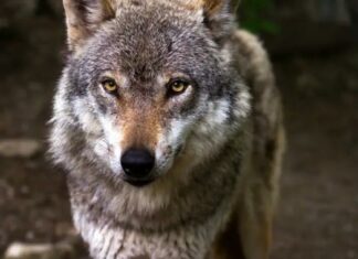 Киевлянка держала в квартире волка: он напал на нее