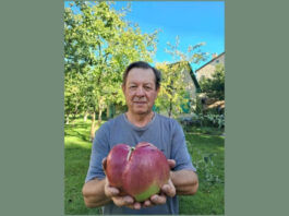 Размером с небольшой арбуз: Киевлянин вырастил самое большое в Украине яблоко