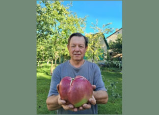 Размером с небольшой арбуз: Киевлянин вырастил самое большое в Украине яблоко