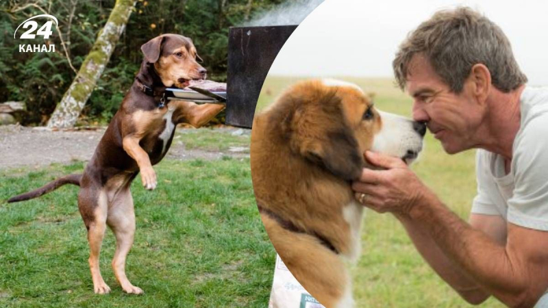 Эти фильмы о животных разобьют сердце и заставят плакать