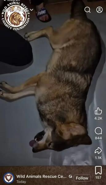 Киевлянка держала в квартире волка: он напал на нее