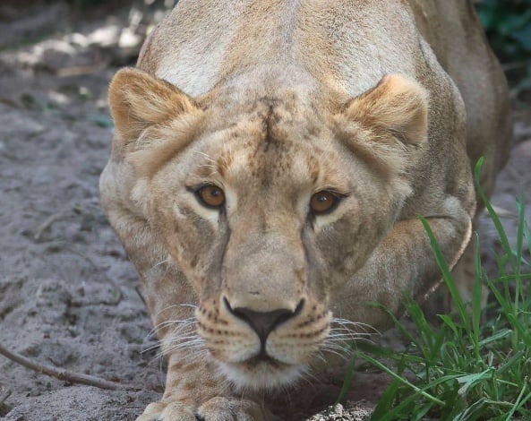 Львица Василина, эвакуированная из Харьковской области, умерла в Южной Африке