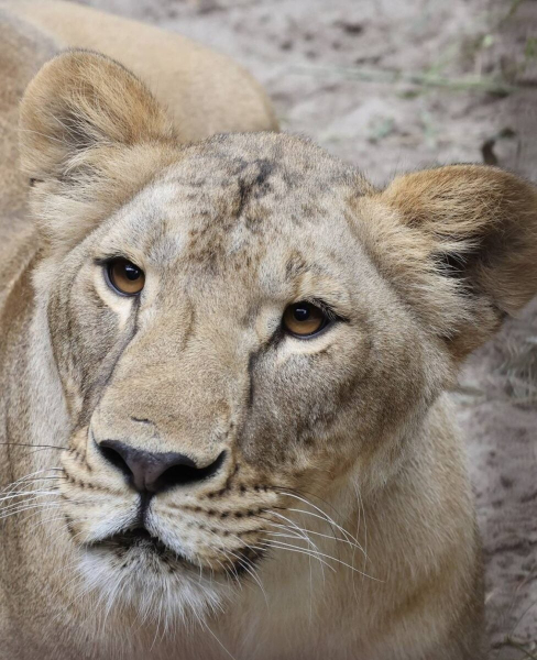 Львица Василина, эвакуированная из Харьковской области, умерла в Южной Африке