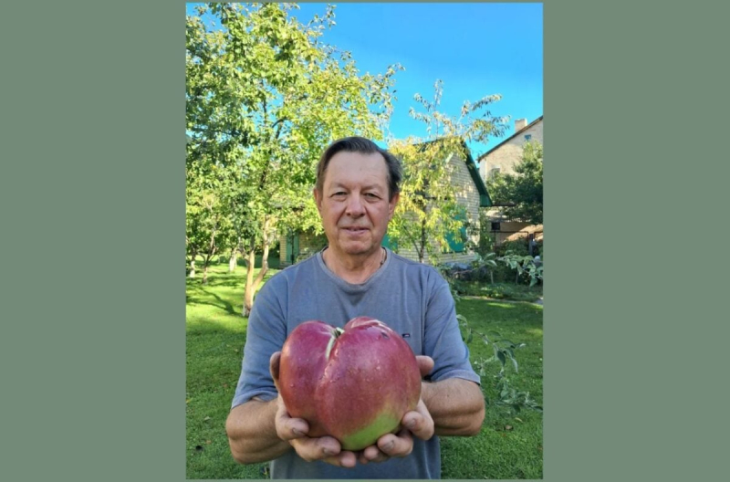 Размером с небольшой арбуз: Киевлянин вырастил самое большое в Украине яблоко