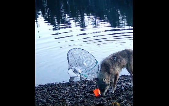 Ученые впервые зафиксировали, как дикая волчица использует орудия труда | ВИДЕО