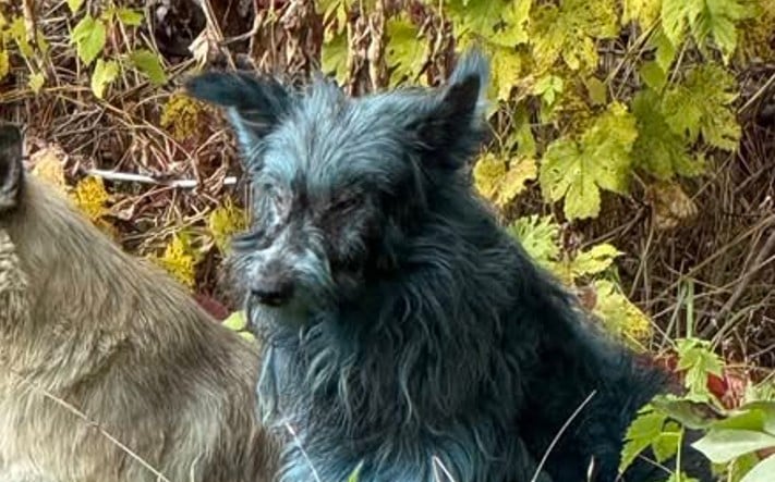 В Чернобыле нашли загадочных синих собак. Эксперты объяснили причину такой окраски