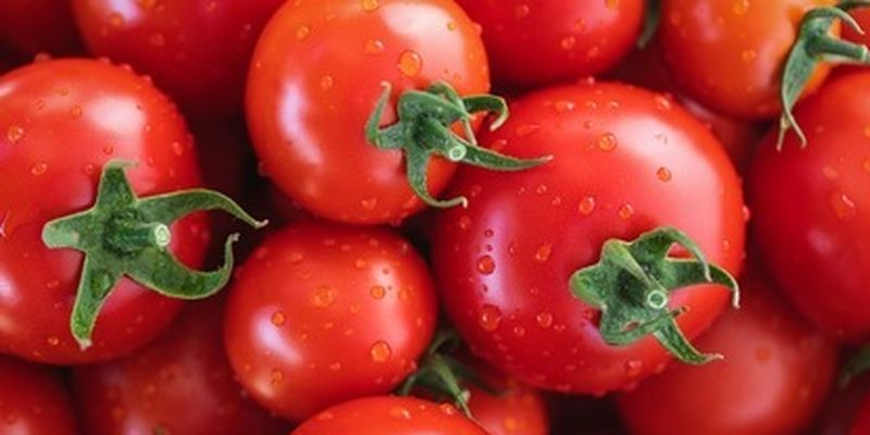 Ваши помидоры будут в безопасности: два способа защиты плодов от болезней